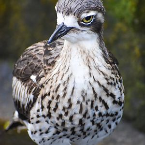 Bush Stone-Curlew (Burhinus grallarius)