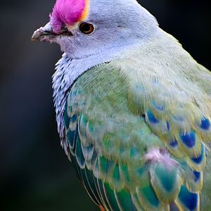 Rose-crowned Fruit Dove (Ptilinopus regina)