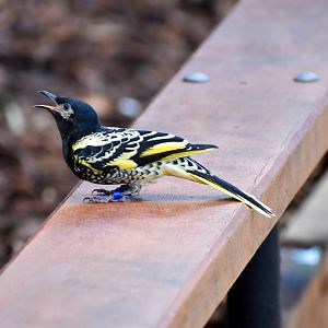 Regent Honeyeater (Anthochaera phrygia)