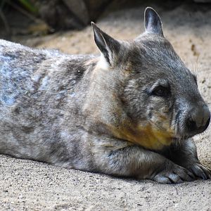 Southern Hairy-nosed Wombat (Lasiorhinus latifrons)