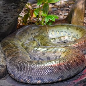 Green Anaconda (Eunectes murinus)