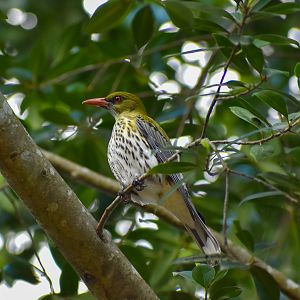 Olive-backed Oriole (Oriolus sagittatus)