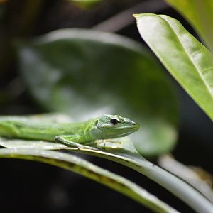 Sakishima grass lizard [2020]