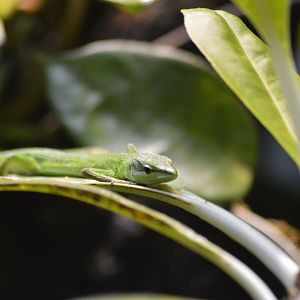 Sakishima grass lizard [2020]