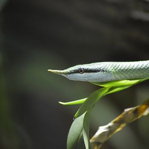 Rhinoceros ratsnake [2020]