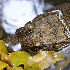 Freshwater crocodile [2020]