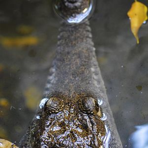 Freshwater crocodile [2020]