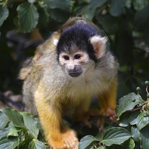 Black-capped squirrel monkey [2020]