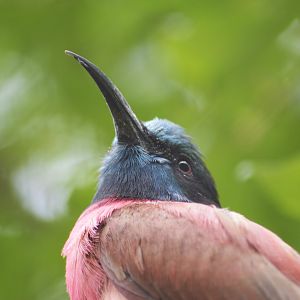Northern carmine bee-eater [2020]