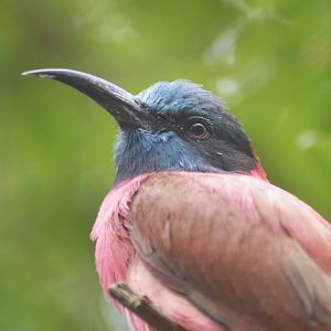 Northern carmine bee-eater [2020]