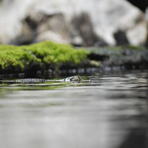 Juvenile Nile crocodile [2020]