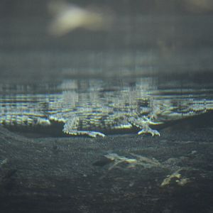 Juvenile Nile crocodile [2020]