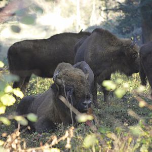 European bisons [2020]
