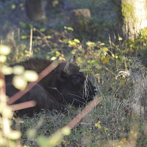 Young European bison [2020]