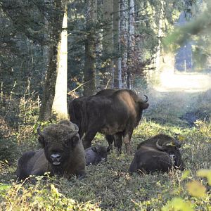 European bisons [2020]