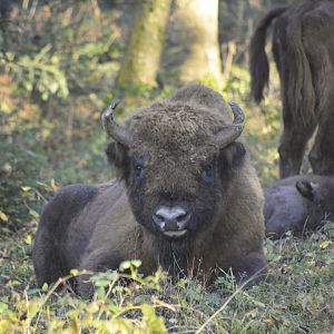 European bison [2020]