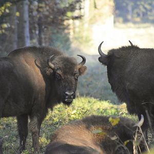 European bisons [2020]