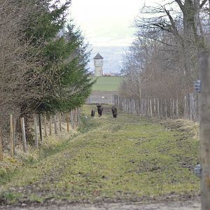 European bisons [2021]