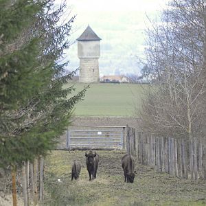 European bisons [2021]