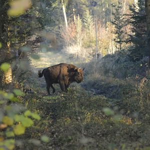 European bison [2020]