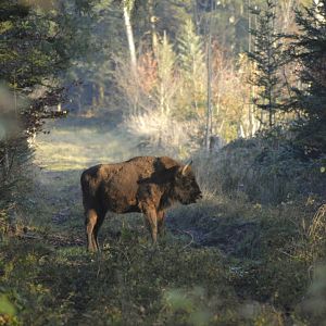 European bison [2020]