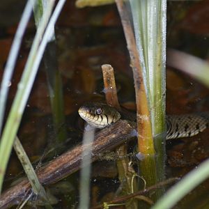 Barred grass snake - Champ-Pittet [2018]