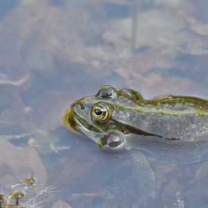 Edible frog - Champ-Pittet [2018]