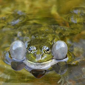 Edible frog - Champ-Pittet [2018]