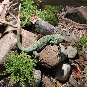 Green lizard - Objectif Reptiles Exposition [2015]