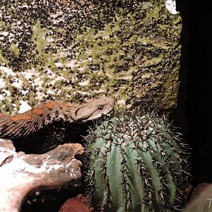 [ID] Viper - Objectif Reptiles Exposition [2015]