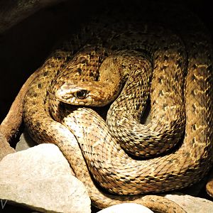 [ID] Snake - Objectif Reptiles Exposition [2015]
