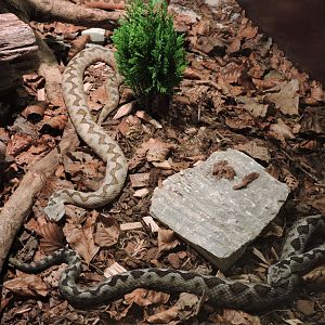 [ID] Vipers - Objectif Reptiles Exposition [2015]