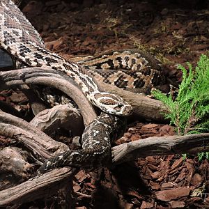Palestine viper - Objectif Reptiles Exposition [2015]