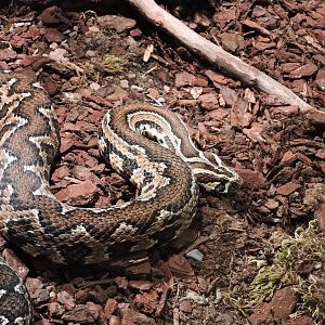 Palestine viper - Objectif Reptiles Exposition [2015]