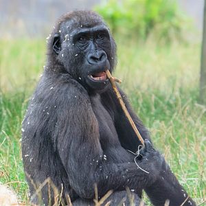 Western Lowland Gorilla Shufai at Twycross Zoo
