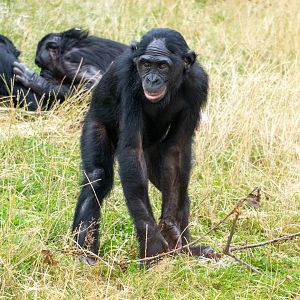 Young Bonobo - Twycross Zoo