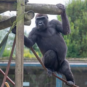 Western Lowland Gorilla Lope - Twycross Zoo