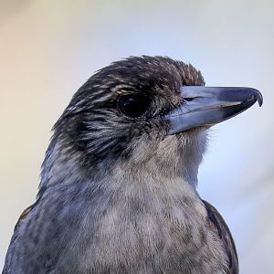 Grey Butcherbird juvenile