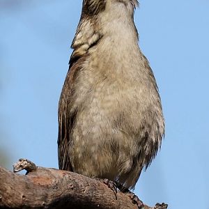 Grey Butcherbird juvenile