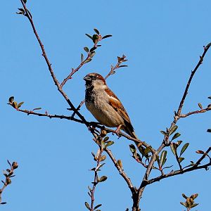 House Sparrow