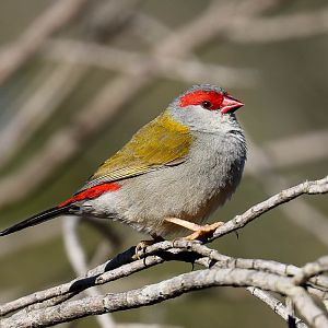 Red-browed Finch