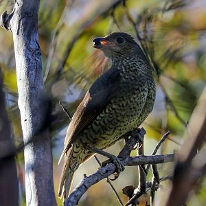 Satin Bowerbird female