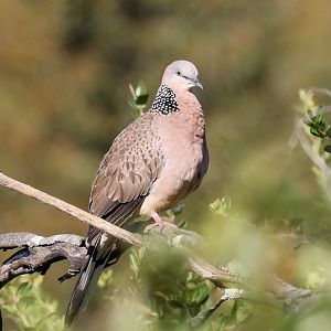 Spotted Dove