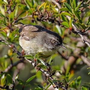 White-browed Scrubwren