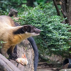 Yellow Throated Marten with dinner - Twycross Zoo
