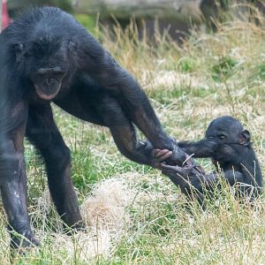 Bonobos at Twycross Zoo