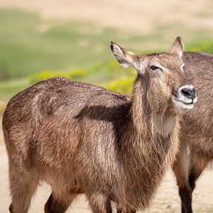 Defassa’s Waterbuck