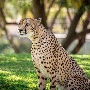 South African Cheetah