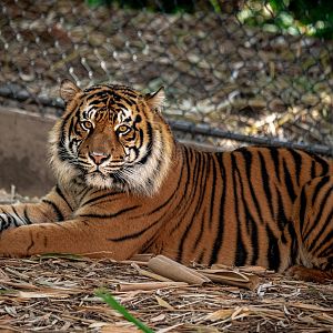 Rakan the Sumatran Tiger