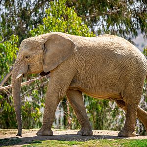 African Savanna Elephant